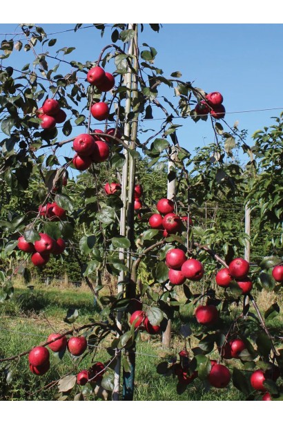 Яблуня Redlove Odysso для садів з екзотичними сортами.